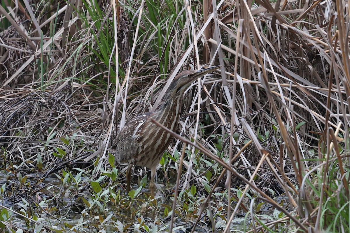 American Bittern - ML632994491