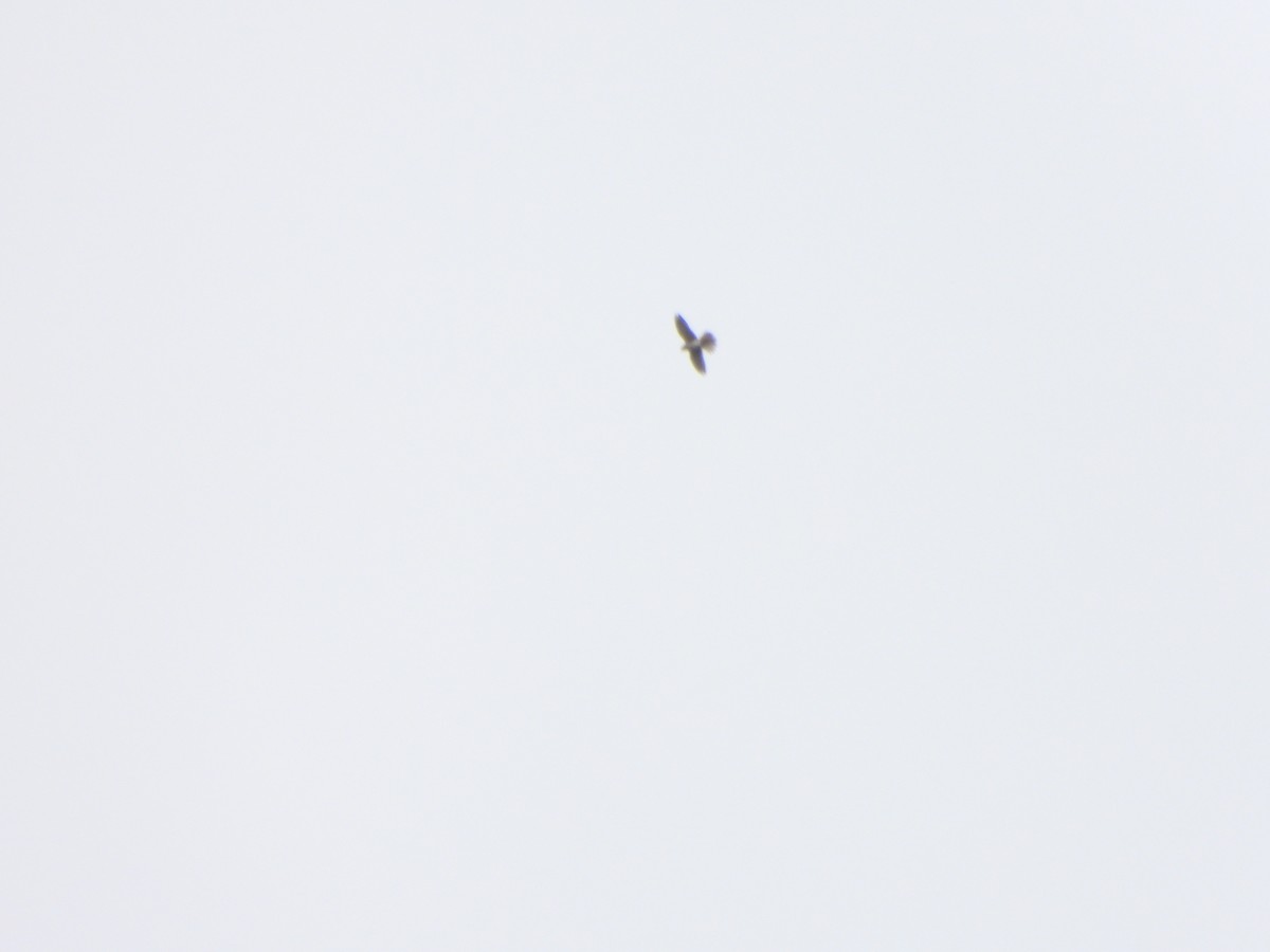 American Kestrel - ML632994501