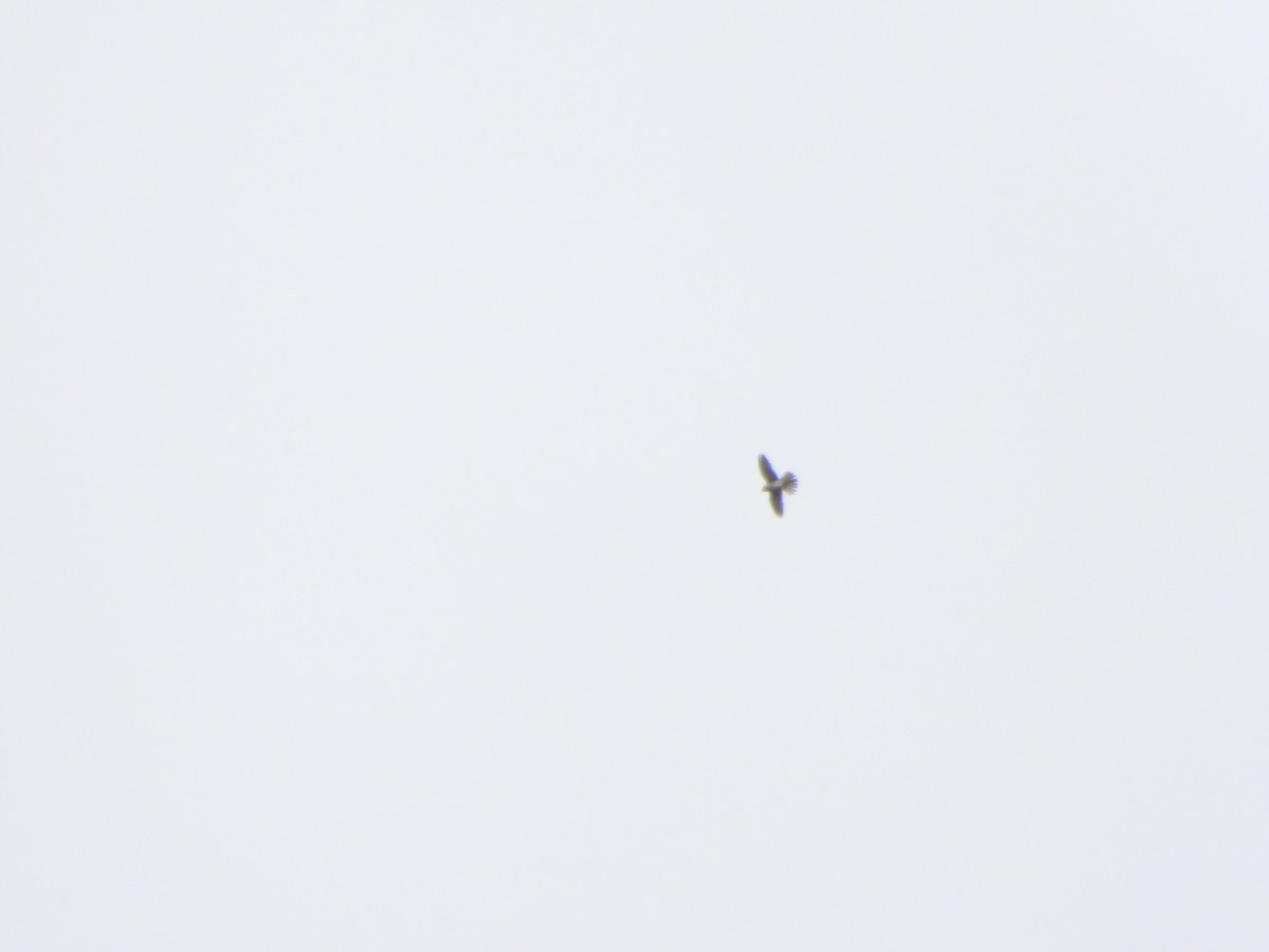 American Kestrel - ML632994502