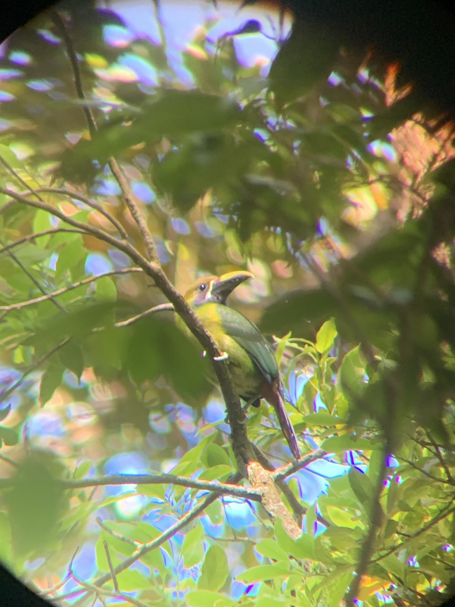 arassari smaragdový - ML632994508