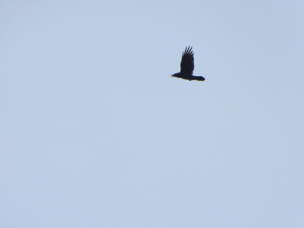Common Raven - ML632994510