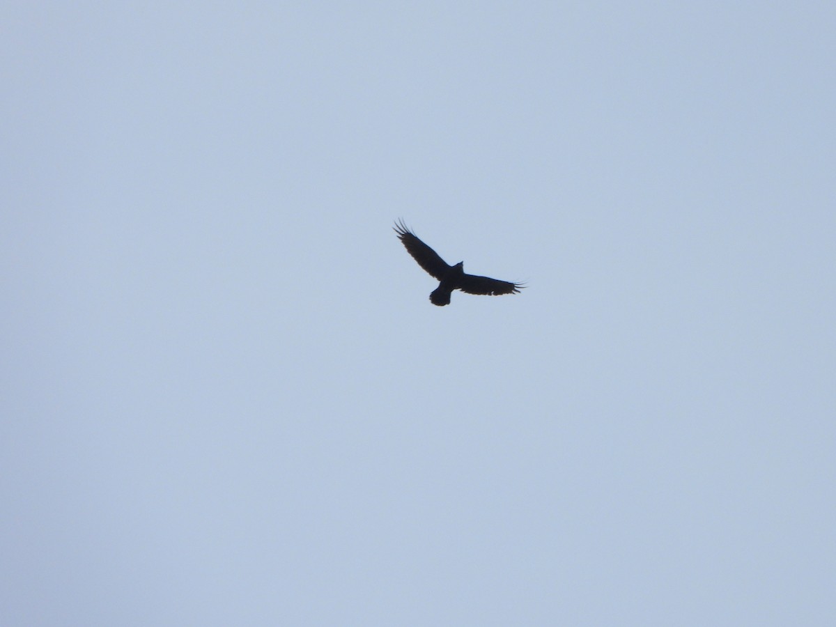 Common Raven - ML632994511