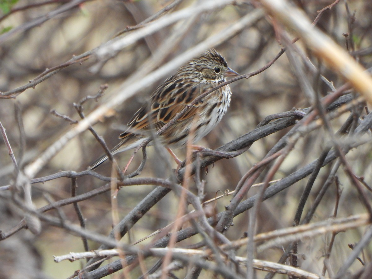 Savannah Sparrow - ML632994542