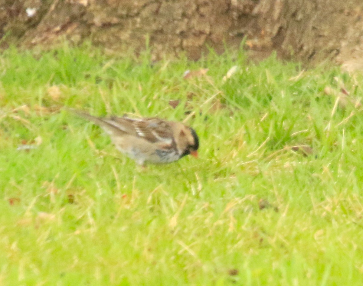 Harris's Sparrow - ML632994546