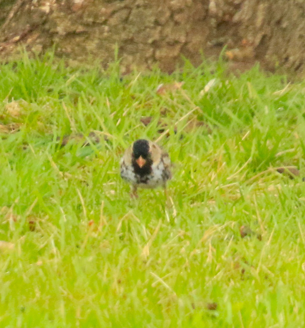 Harris's Sparrow - ML632994547