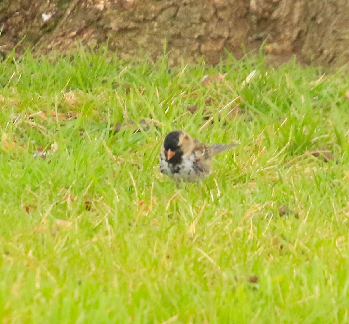 Harris's Sparrow - ML632994548