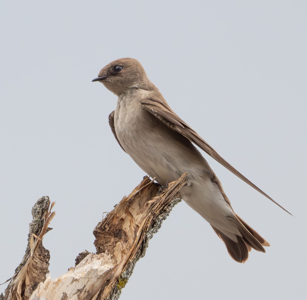 Northern Rough-winged Swallow - ML632994658