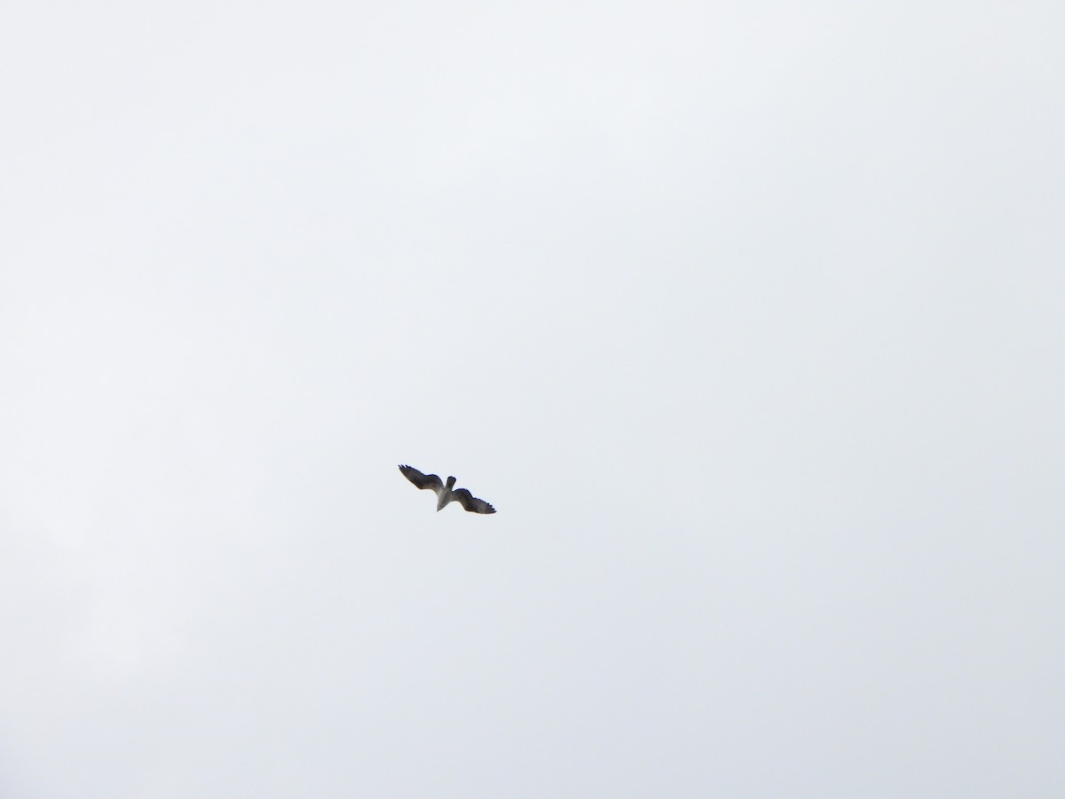 Osprey - ML632994661