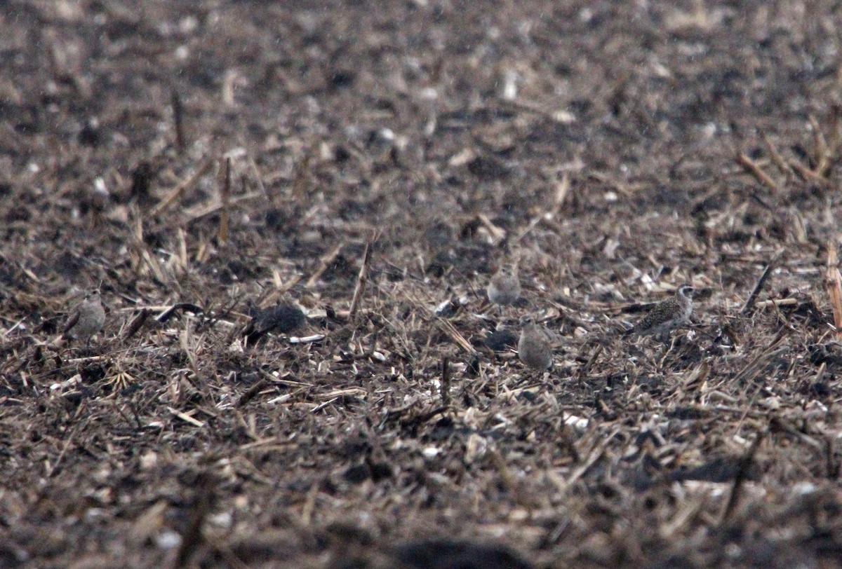 American Golden-Plover - ML632994666