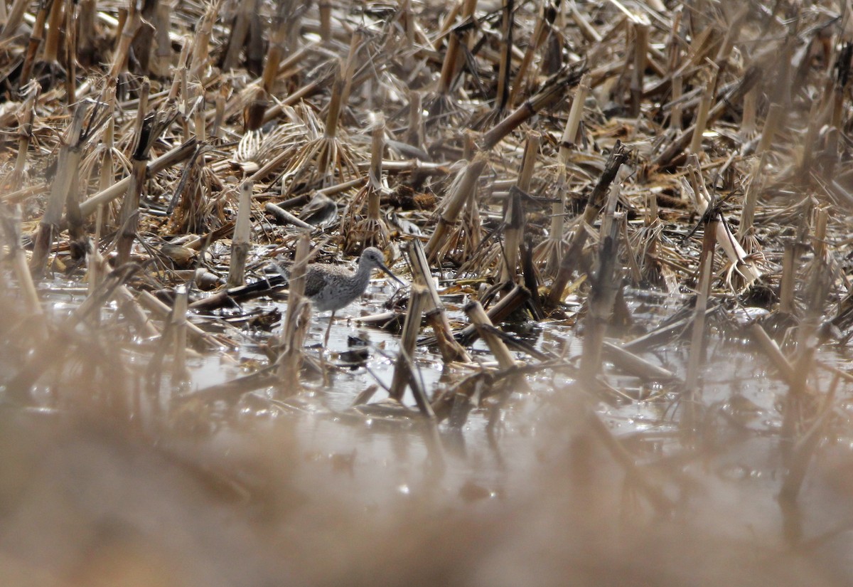 Greater Yellowlegs - ML632994674