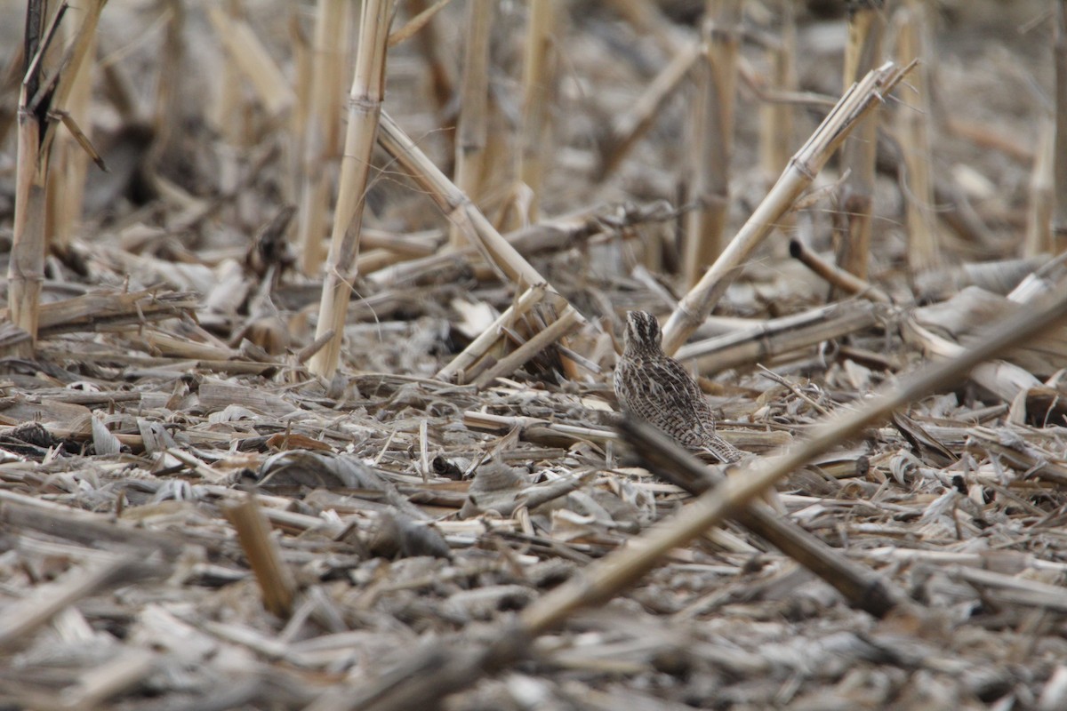 Western Meadowlark - ML632994693