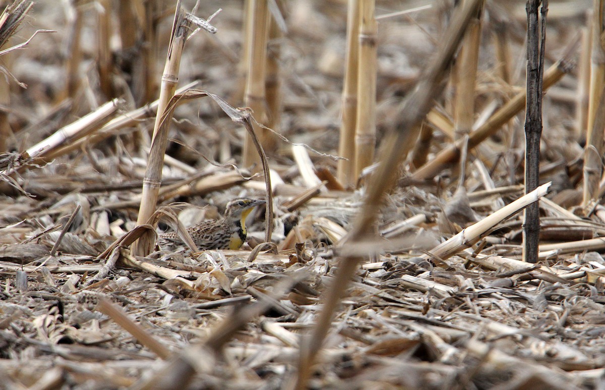 Western Meadowlark - ML632994694