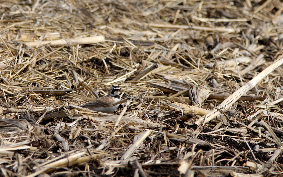 Horned Lark - ML632994732