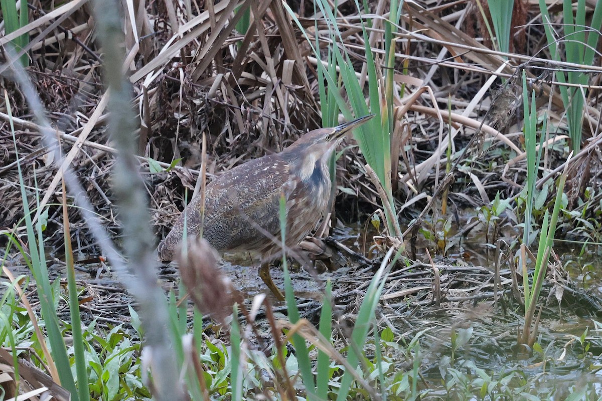 American Bittern - ML632994761