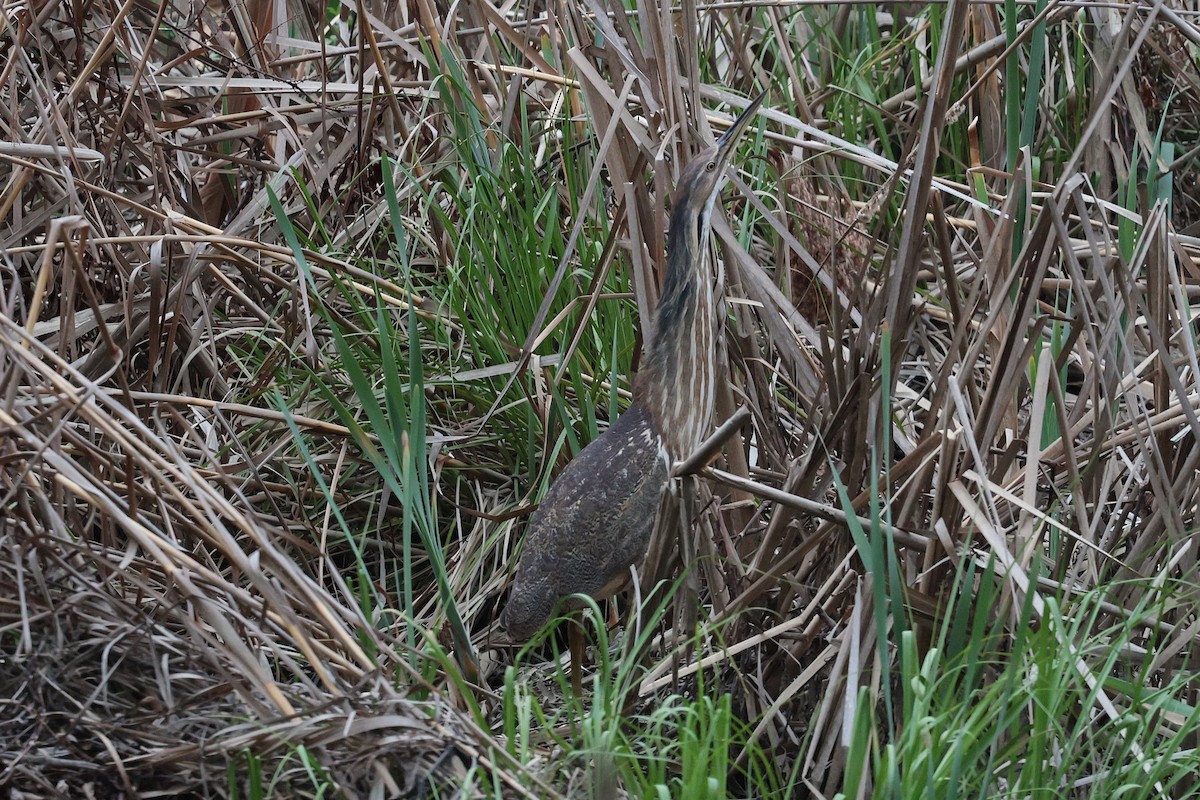 American Bittern - ML632994831