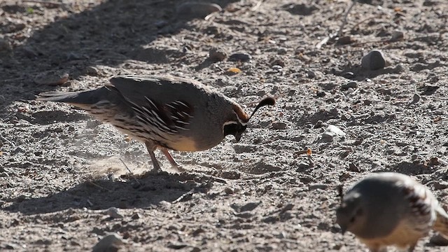 Gambel's Quail - ML632994900