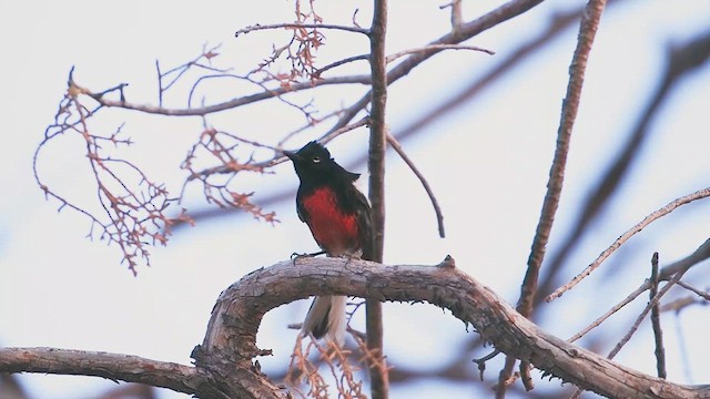 Painted Redstart - ML632994928