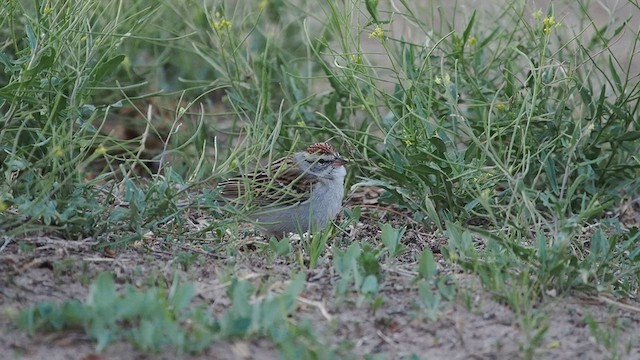 Chipping Sparrow - ML632994969