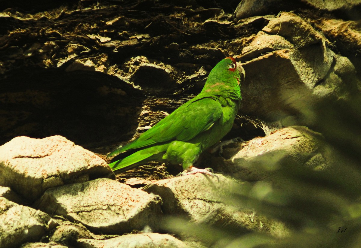 Mitred Parakeet - ML632995000