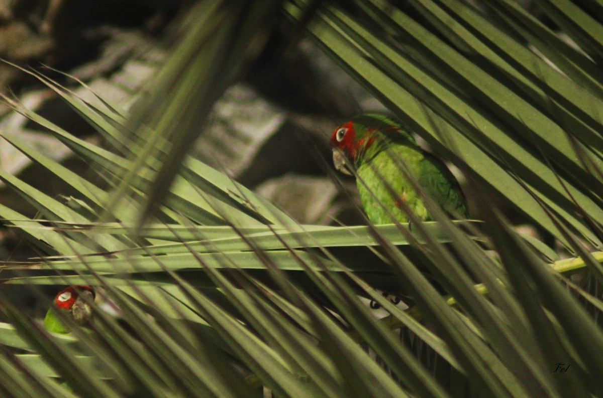 Mitred Parakeet - ML632995024