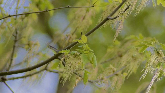 Townsend's Warbler - ML632995227