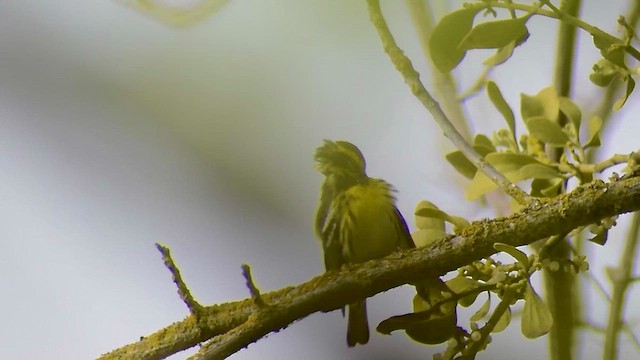 Townsend's Warbler - ML632995229