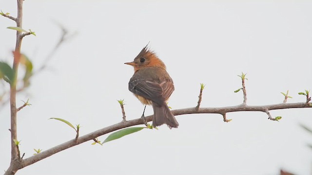 Хохлатый мухолов (phaeocercus/tenuirostris) - ML632995232