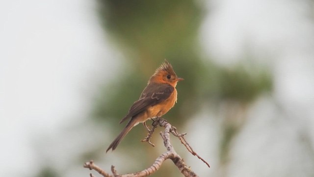 Хохлатый мухолов (phaeocercus/tenuirostris) - ML632995238