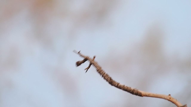 Хохлатый мухолов (phaeocercus/tenuirostris) - ML632995241