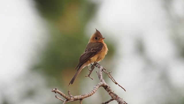 Хохлатый мухолов (phaeocercus/tenuirostris) - ML632995258