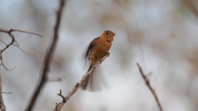 Хохлатый мухолов (phaeocercus/tenuirostris) - ML632995261