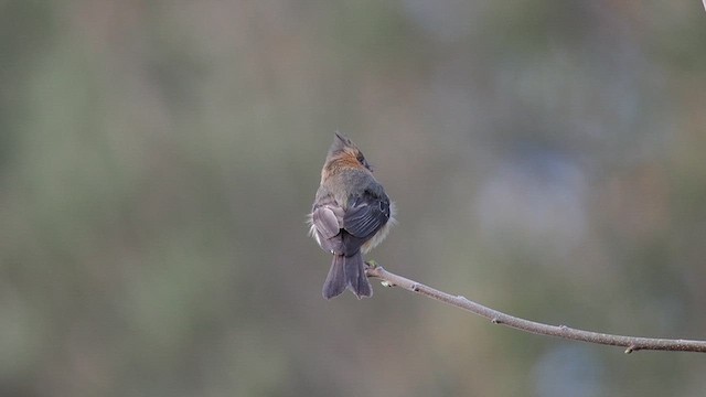 Хохлатый мухолов - ML632995274