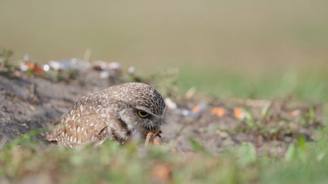 Burrowing Owl (Florida) - ML632995333