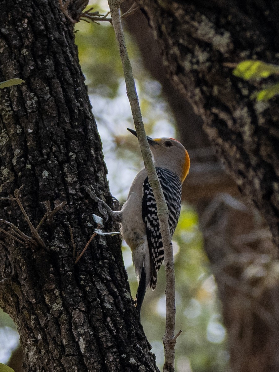 Golden-fronted Woodpecker - ML632995473