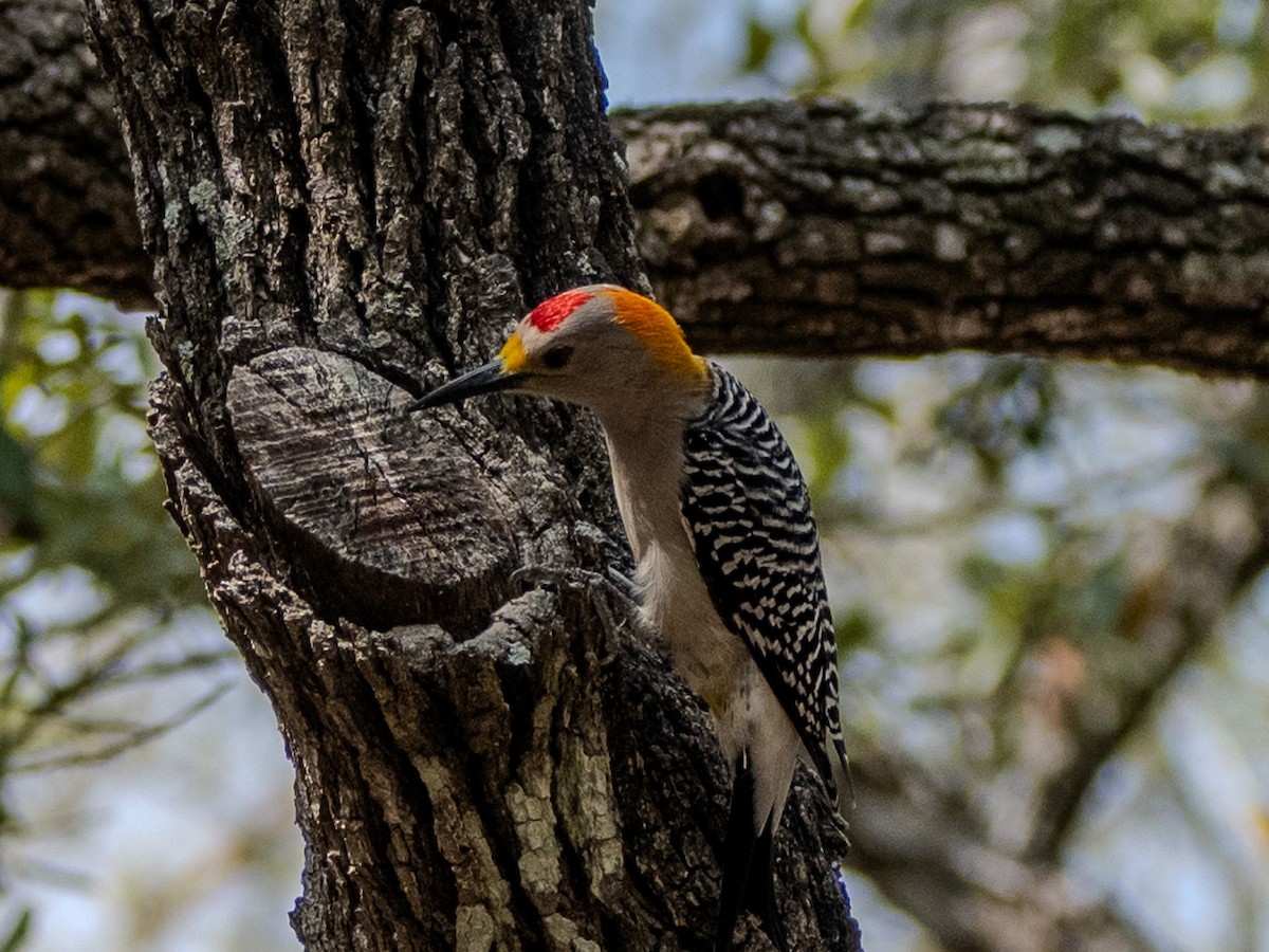 Golden-fronted Woodpecker - ML632995474