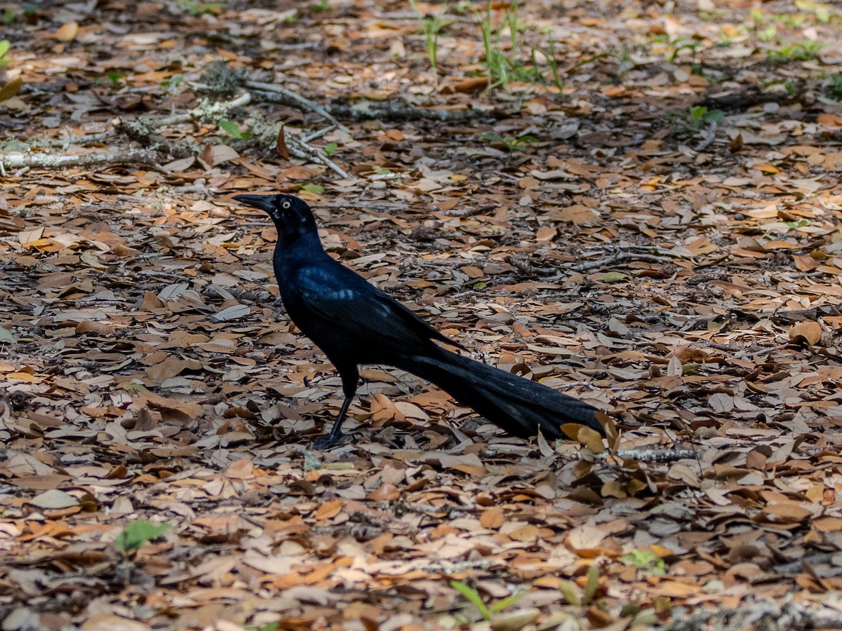 Great-tailed Grackle - ML632995491