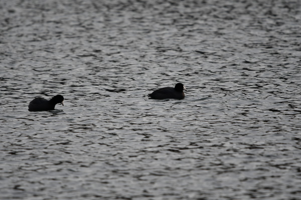 American Coot - ML632995745