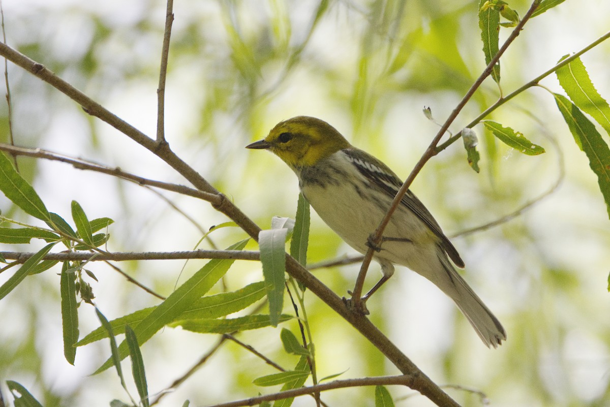 Black-throated Green Warbler - ML632995750