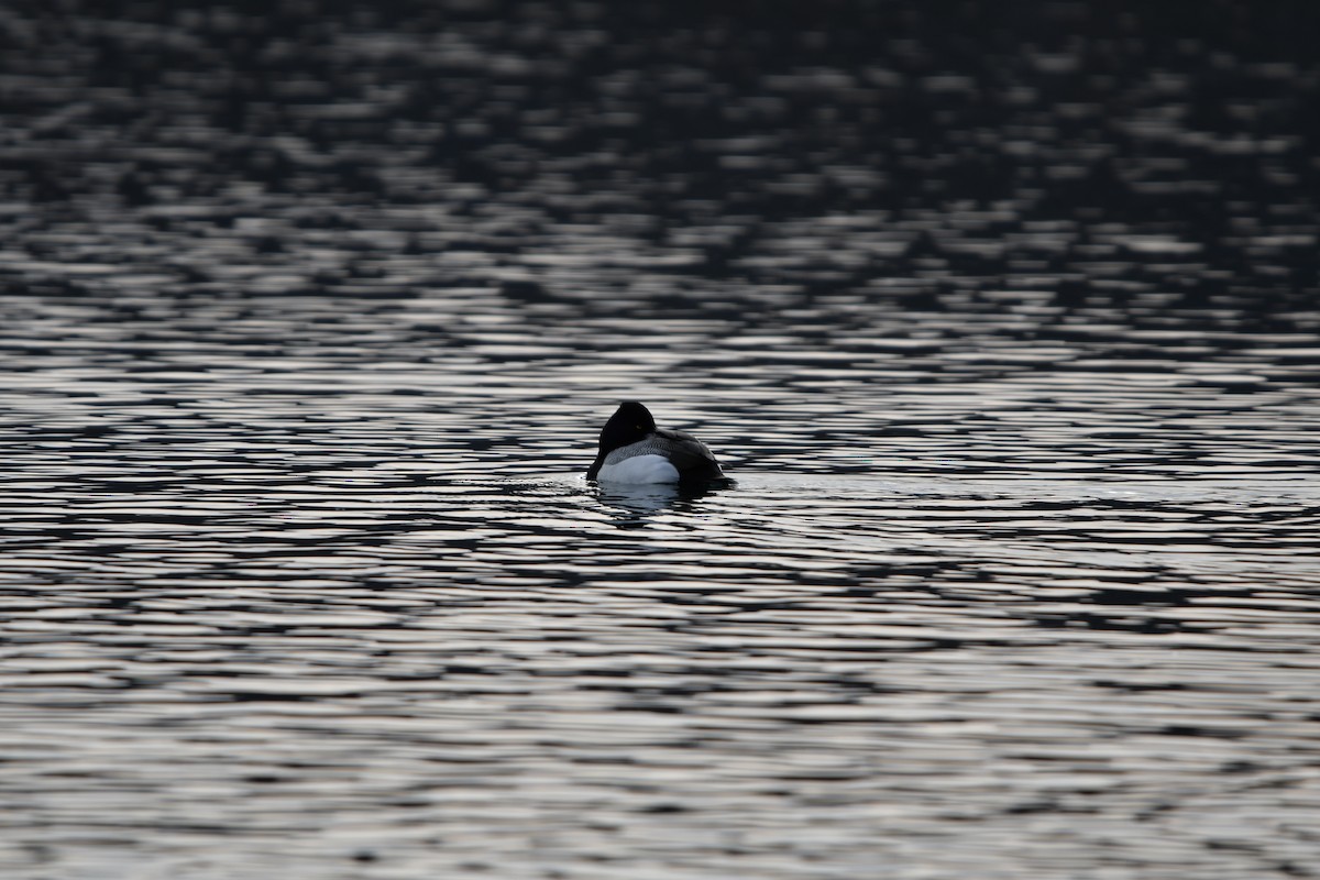 Lesser Scaup - ML632995775