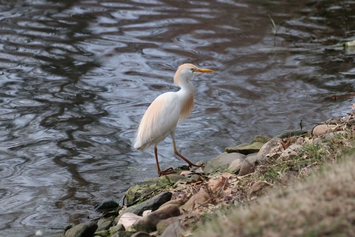 volavka rusohlavá - ML632996123