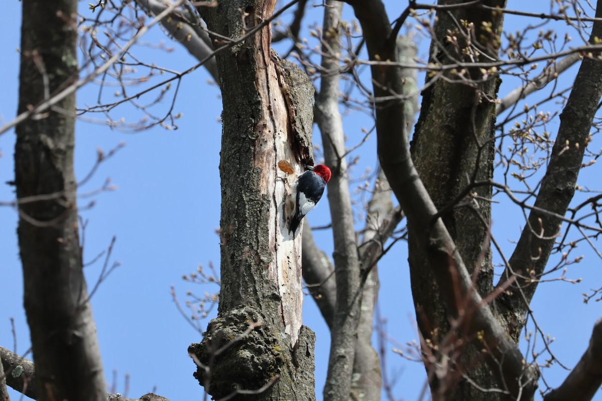 datel červenohlavý - ML632996147