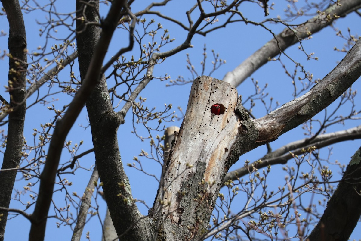 datel červenohlavý - ML632996148