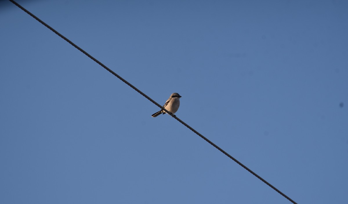 Loggerhead Shrike - ML632996189