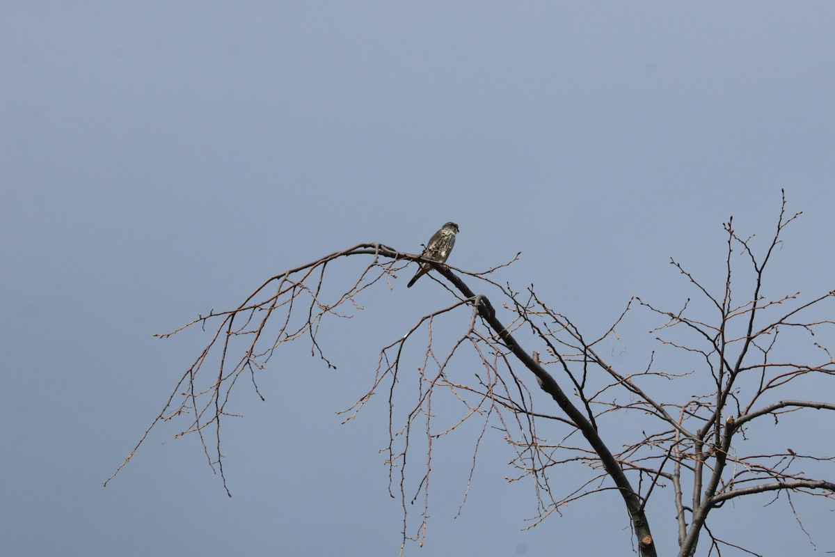 dřemlík tundrový - ML632996217