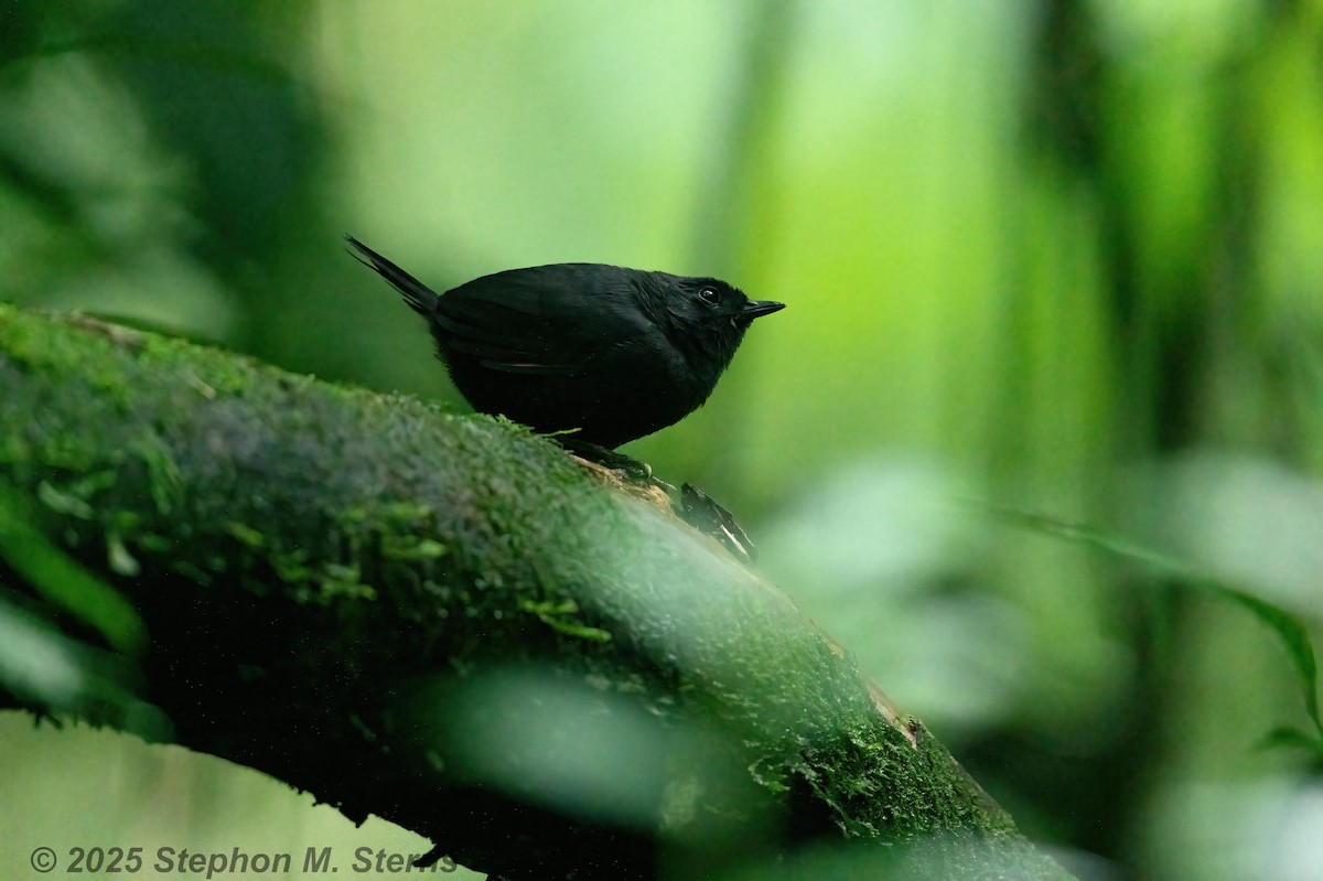 Stiles's Tapaculo - ML632996306