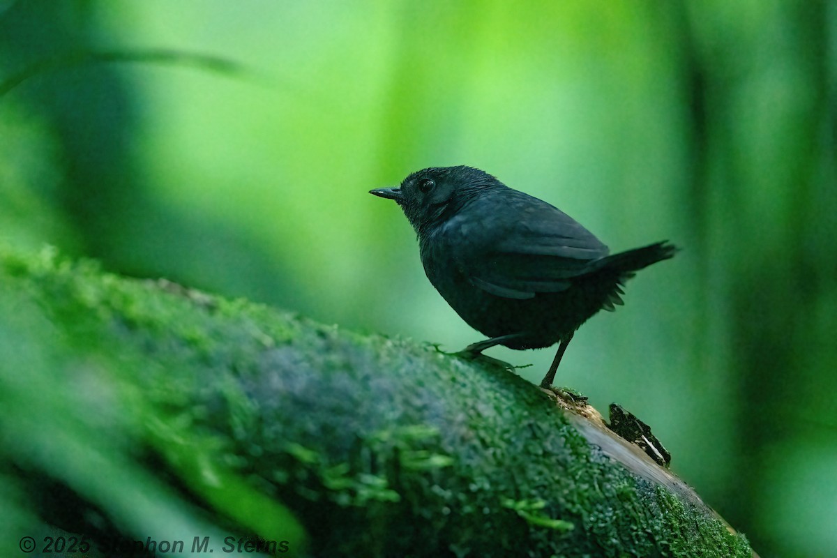 Stiles's Tapaculo - ML632996307