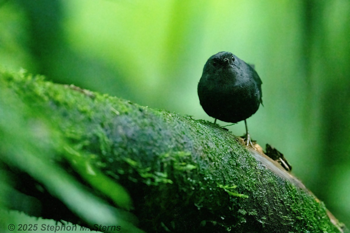 Stiles's Tapaculo - ML632996308
