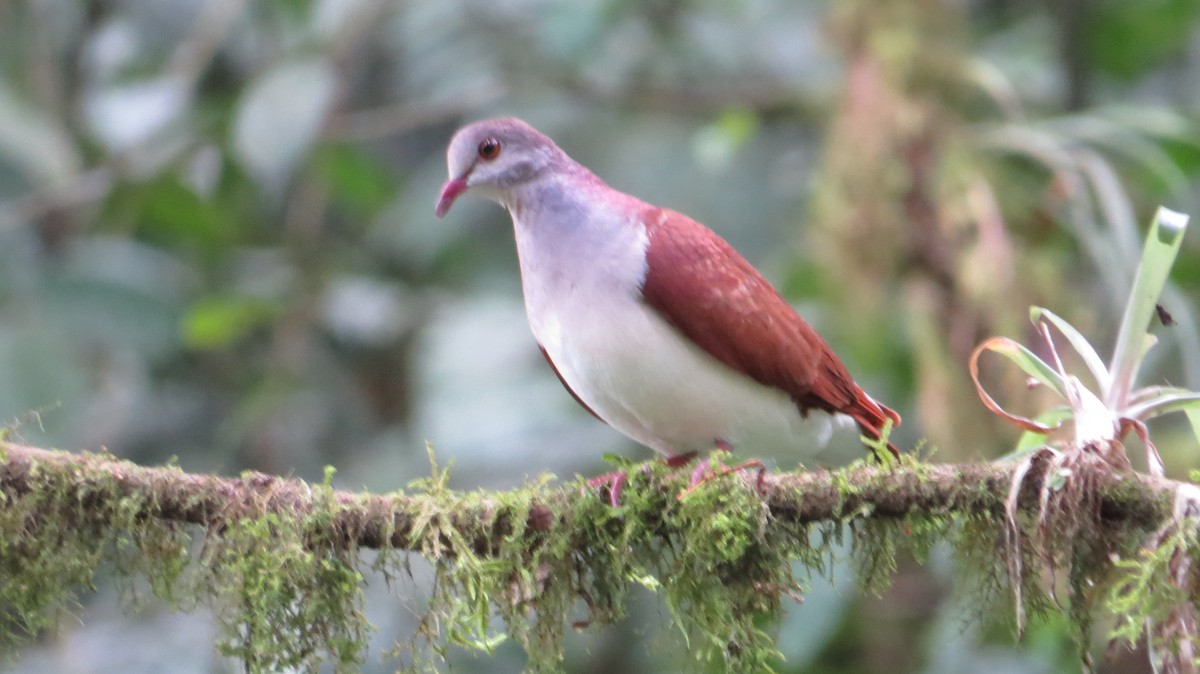 Violaceous Quail-Dove - ML632996346