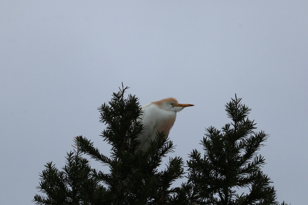 volavka rusohlavá - ML632996427