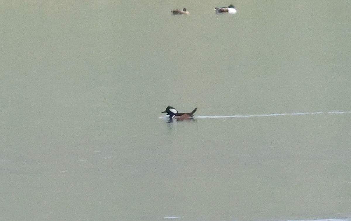Hooded Merganser - ML632996449